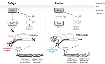 The NagY regulator: A member of the BglG/SacY antiterminator family conserved in Enterococcus faecalis and involved in virulence